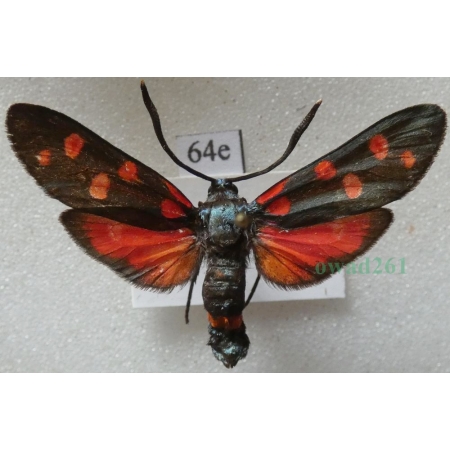 Zygaena ephialtes (Linnaeus, 1767) Kraśnik goryszowiec Poland64e